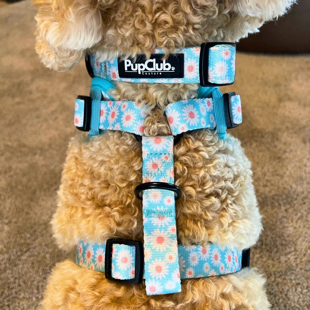 Close-up of a cockapoo wearing the Pastel Daisy Dog Collar with a matching daisy harness