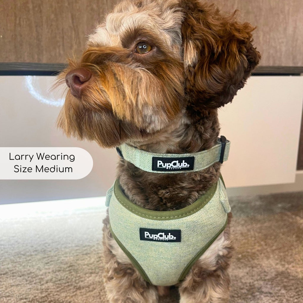 Brown cockapoo wearing the Sage Green Tweed Dog Collar in Medium with matching harness