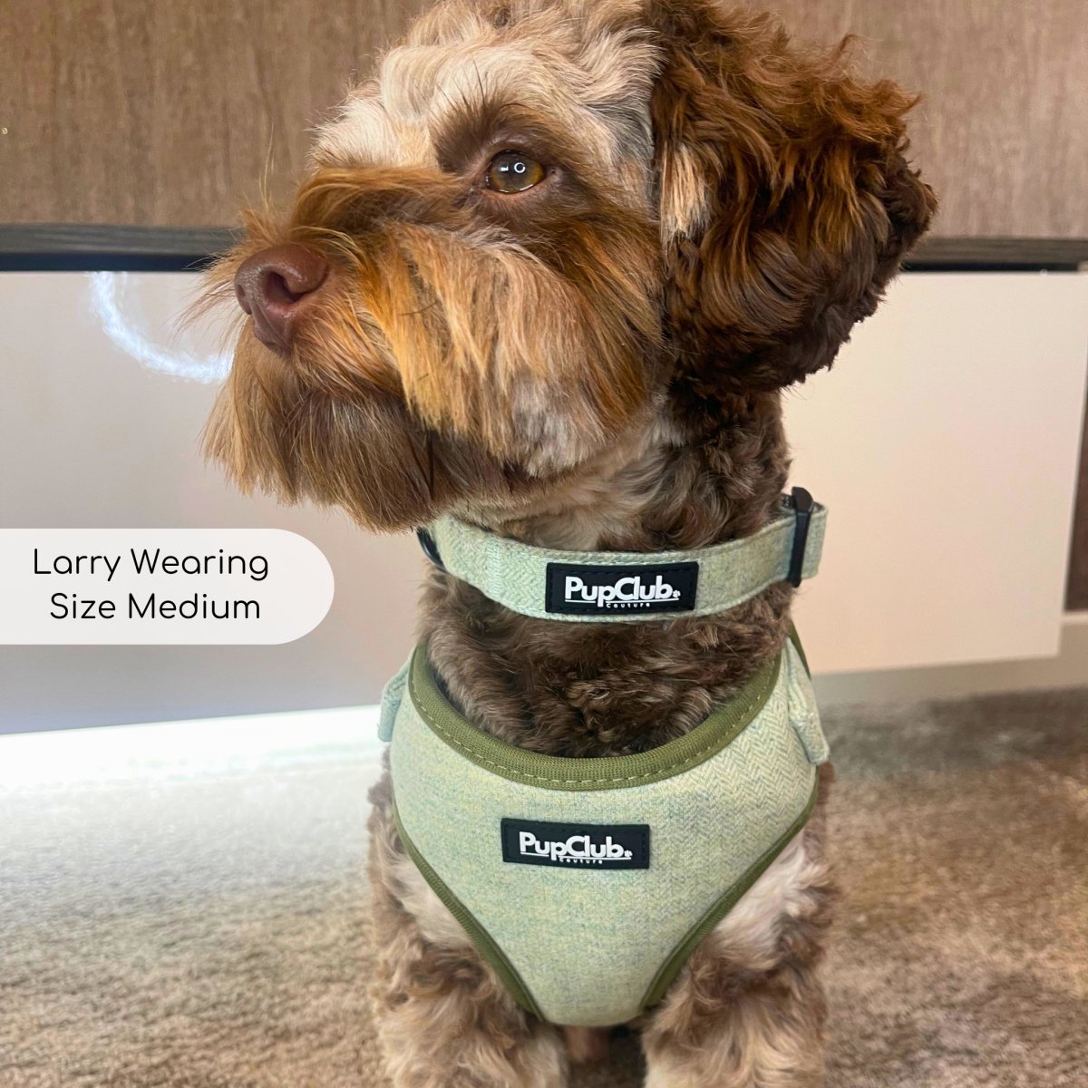Brown cockapoo wearing the Sage Green Tweed Dog Collar in Medium with matching harness