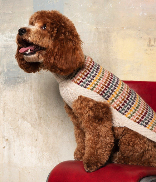 Red curly-coated doodle on a red chair in a cream jumper with multicoloured houndstooth back