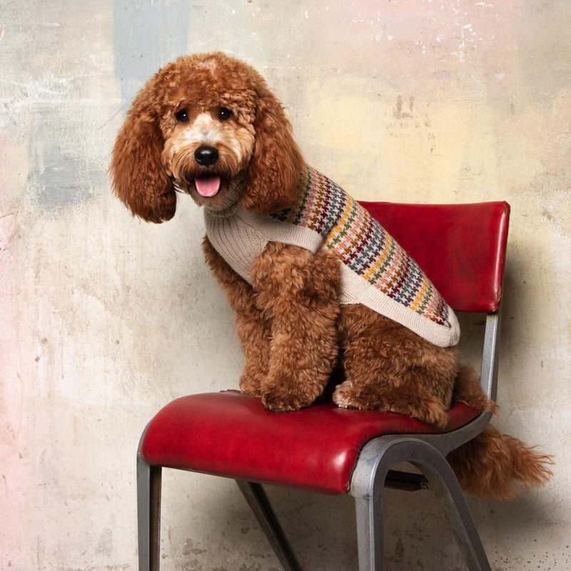 Red curly-coated doodle sitting on a red chair wearing a houndstooth roll-neck dog jumper
