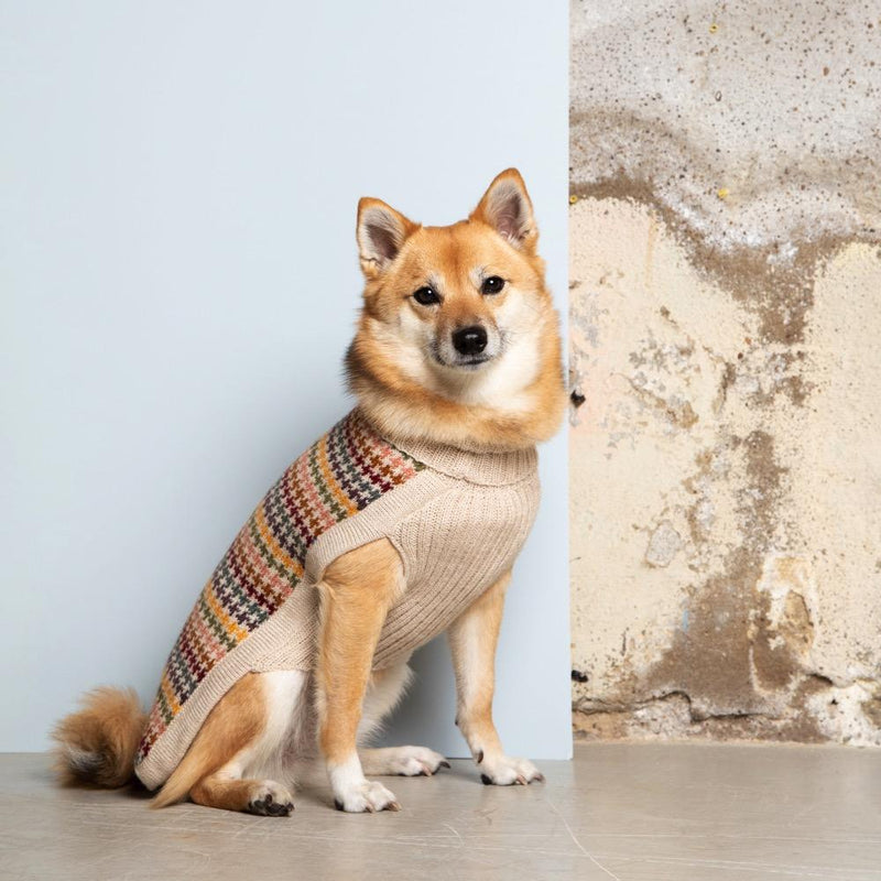 Shiba Inu sitting in a cream roll-neck jumper with a multicoloured houndstooth back