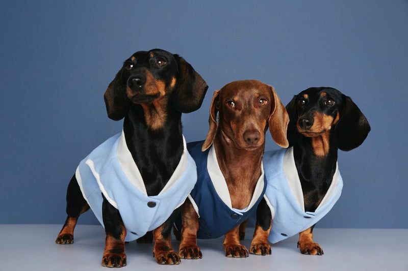 Three dachshunds in pale blue and navy reversible bomber jackets against a blue backdrop