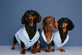Three dachshunds in pale blue and navy reversible bomber jackets against a blue backdrop