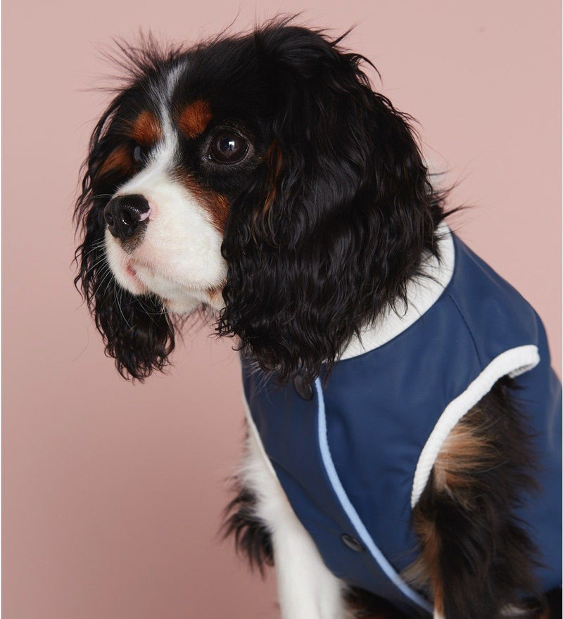 Tricolour Cavalier King Charles spaniel in a navy bomber jacket on a pink background