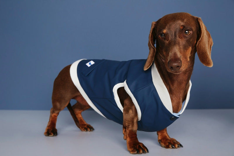 Chocolate dachshund standing side-on in a navy reversible dog bomber jacket with cream trim