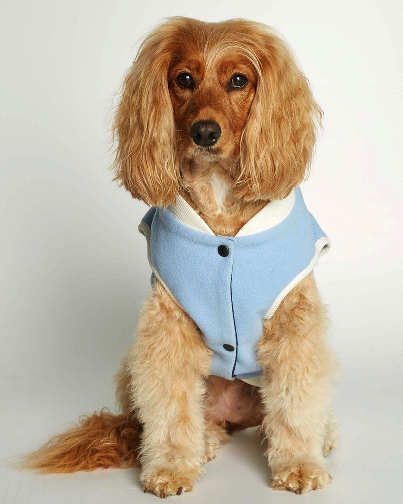 Fluffy ginger spaniel sitting in a pale blue bomber jacket with cream trim and press studs