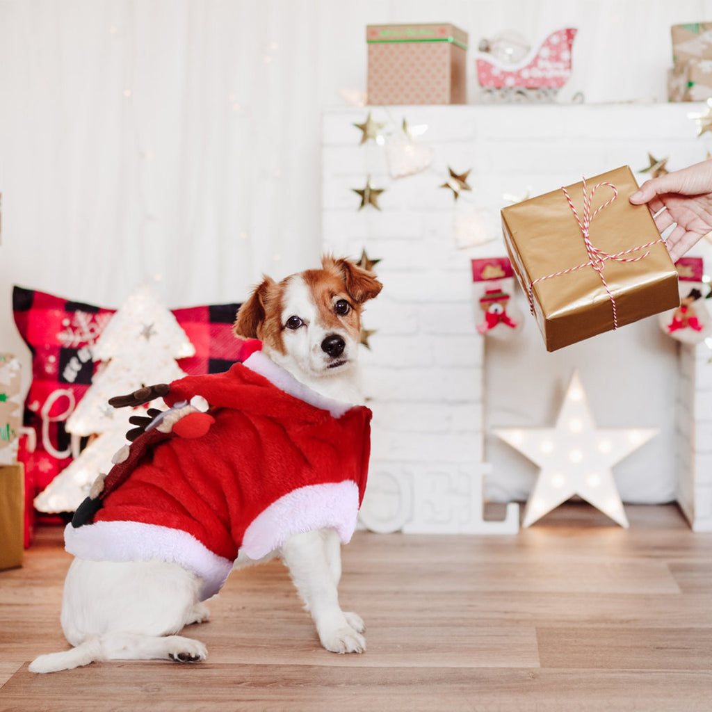 Small dog in the red Christmas hoodie with antlers next to a gift