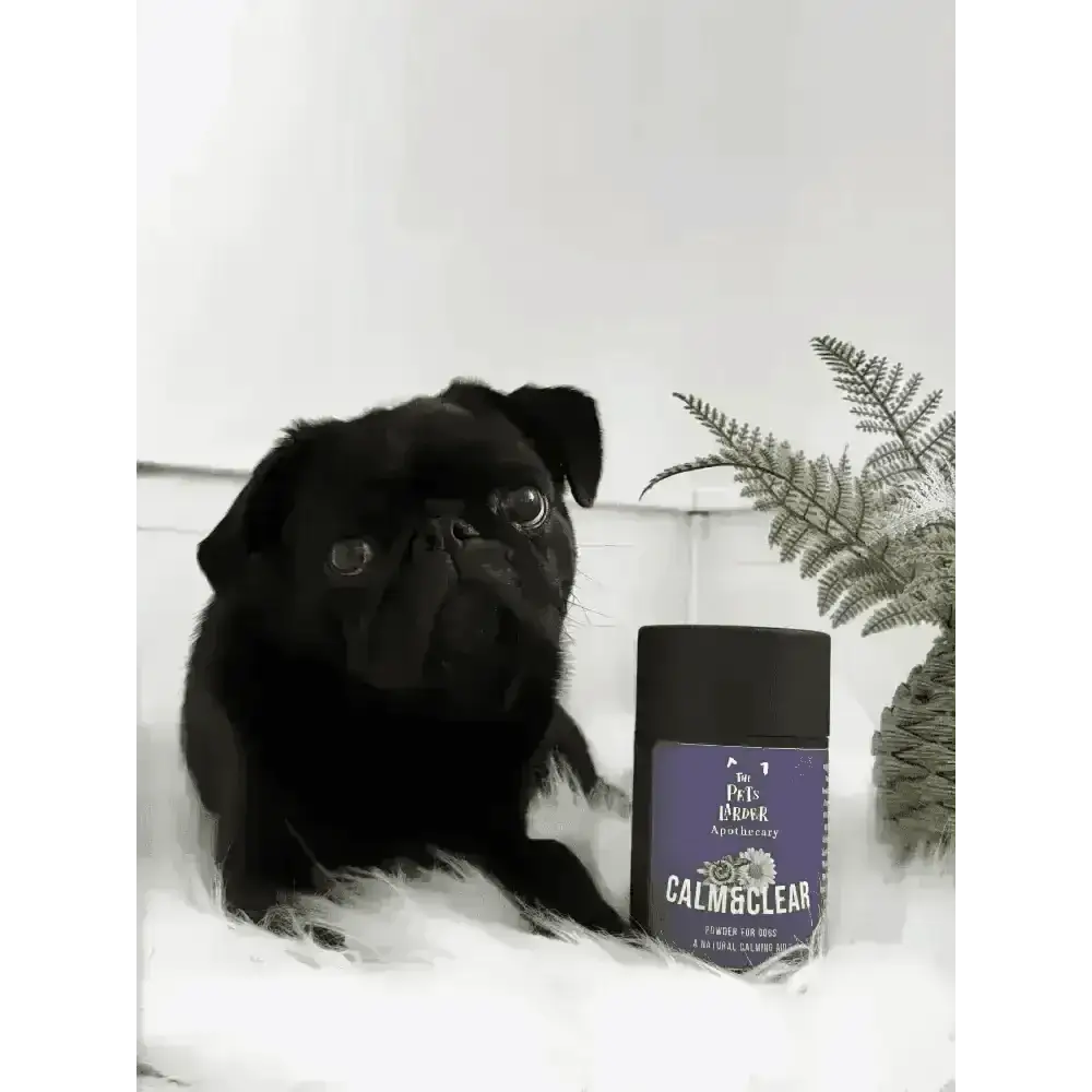 Black pug lying beside a Calm & Clear herbal powder tub