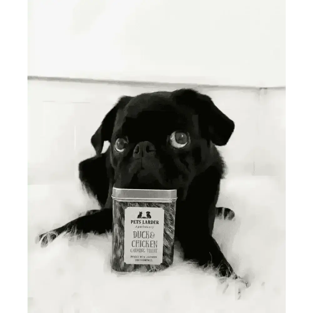 Black pug lying on a fluffy rug behind a tin of Pets Larder Duck & Chicken treats