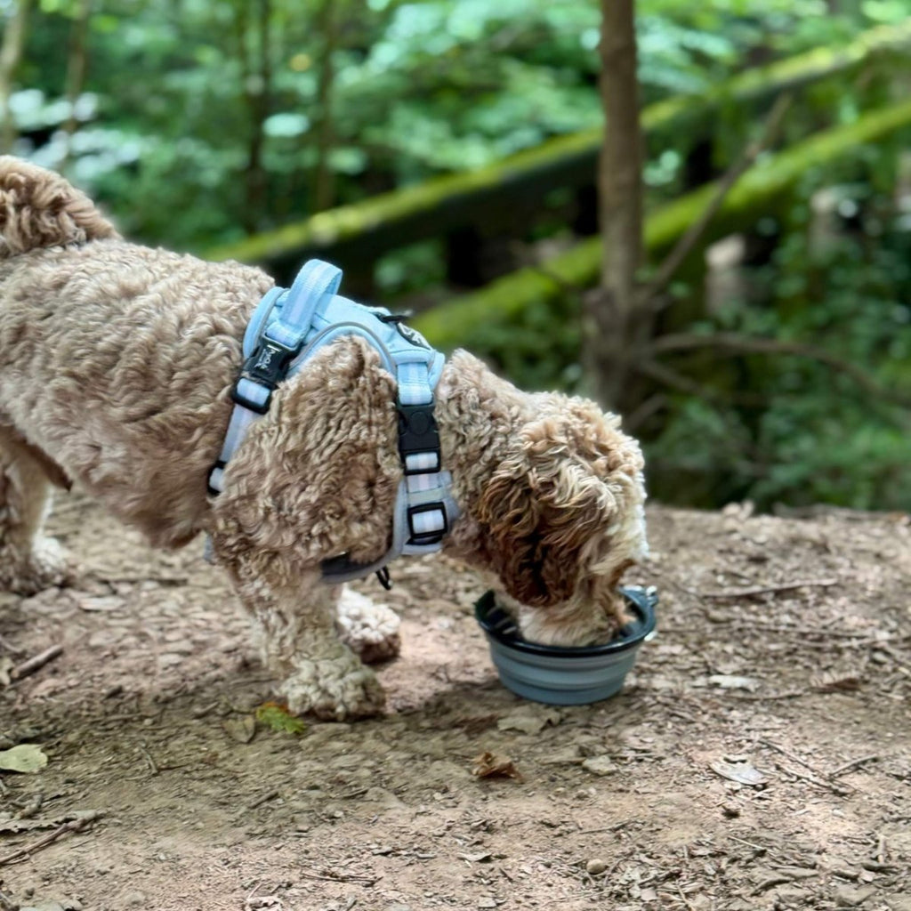 Cockapoo in a blue harness drinking from the Grey Collapsible Dog Bowl in woodland