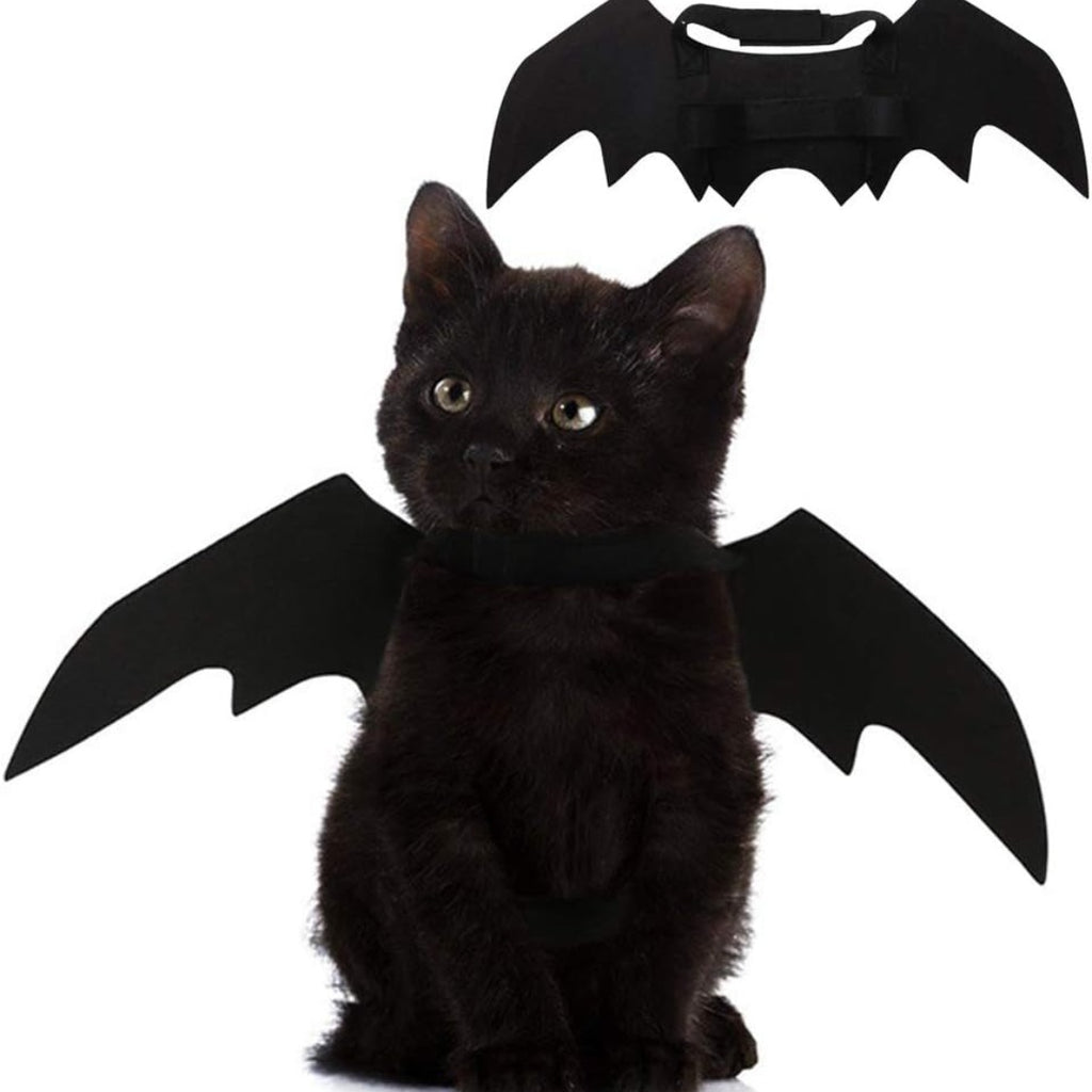 Black cat wearing Halloween bat wings costume