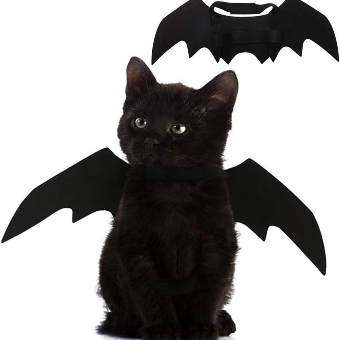 Black cat wearing Halloween bat wings costume