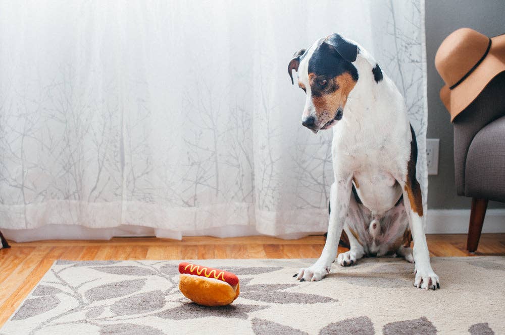 Tricolour dog sitting on a rug looking at the plush hot dog toy