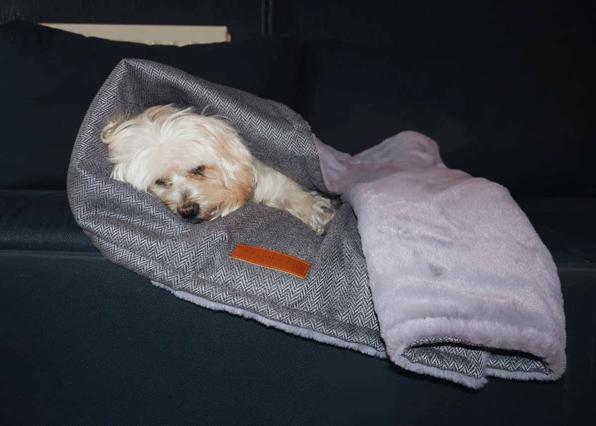 White Maltese snuggled in the Balmoral grey herringbone blanket on a navy sofa