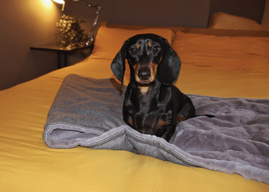 Black and tan Miniature Dachshund sitting on the Balmoral blanket on a bed