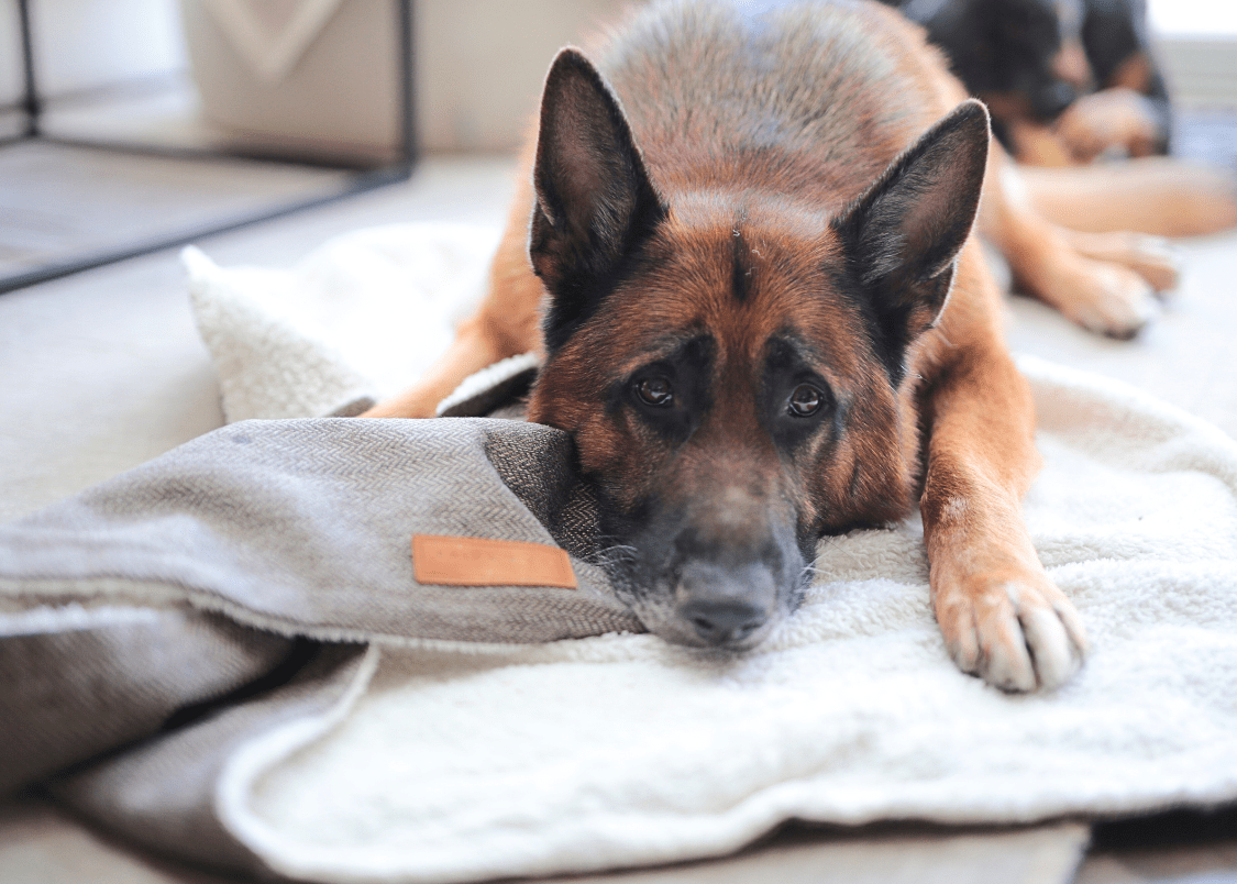 German Shepherd resting its head on the Lincoln tweed and faux fur blanket