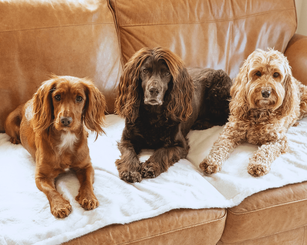 Two Cocker Spaniels and a Cockapoo on the Lincoln blanket on a leather sofa