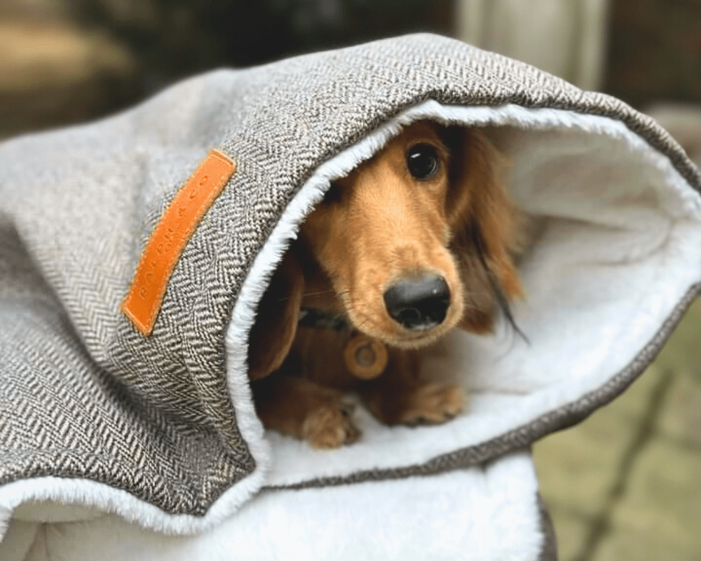 Red Miniature Dachshund peeking out from the Lincoln tweed blanket
