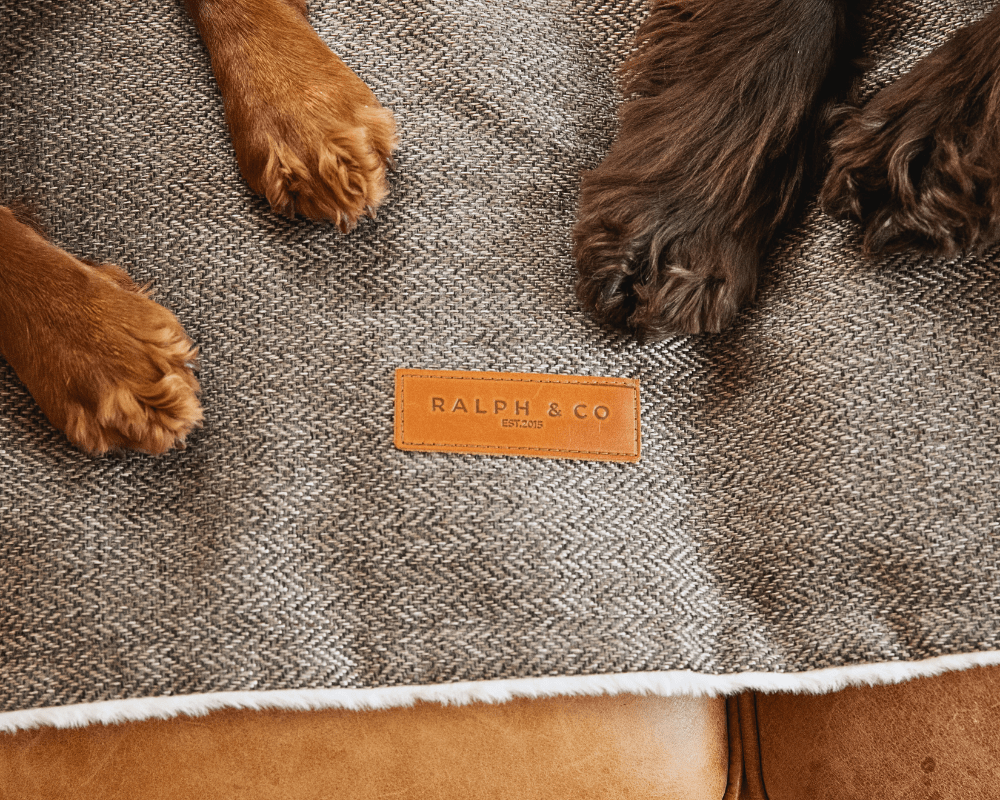 Spaniel paws on the Lincoln tweed blanket with leather Ralph & Co badge