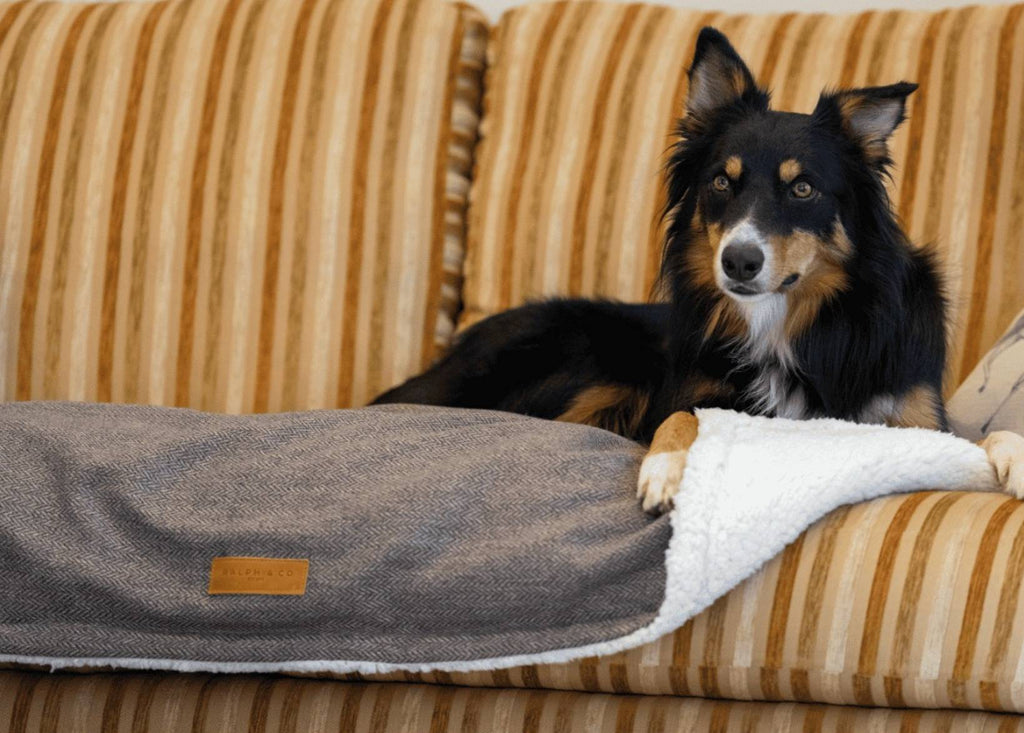 Tricolour Collie lying on the Lincoln tweed blanket on a striped sofa