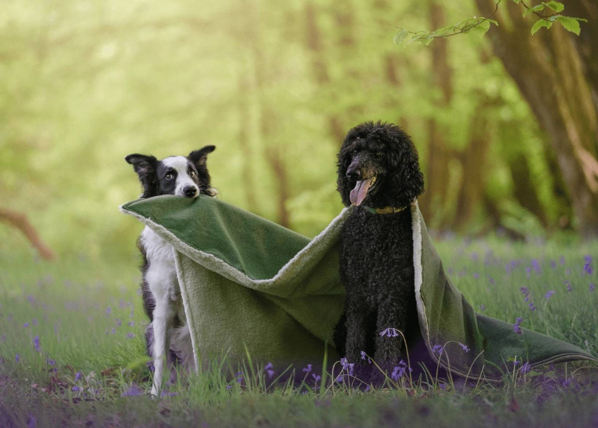 Border Collie and black Poodle sharing the Richmond green blanket in a bluebell wood
