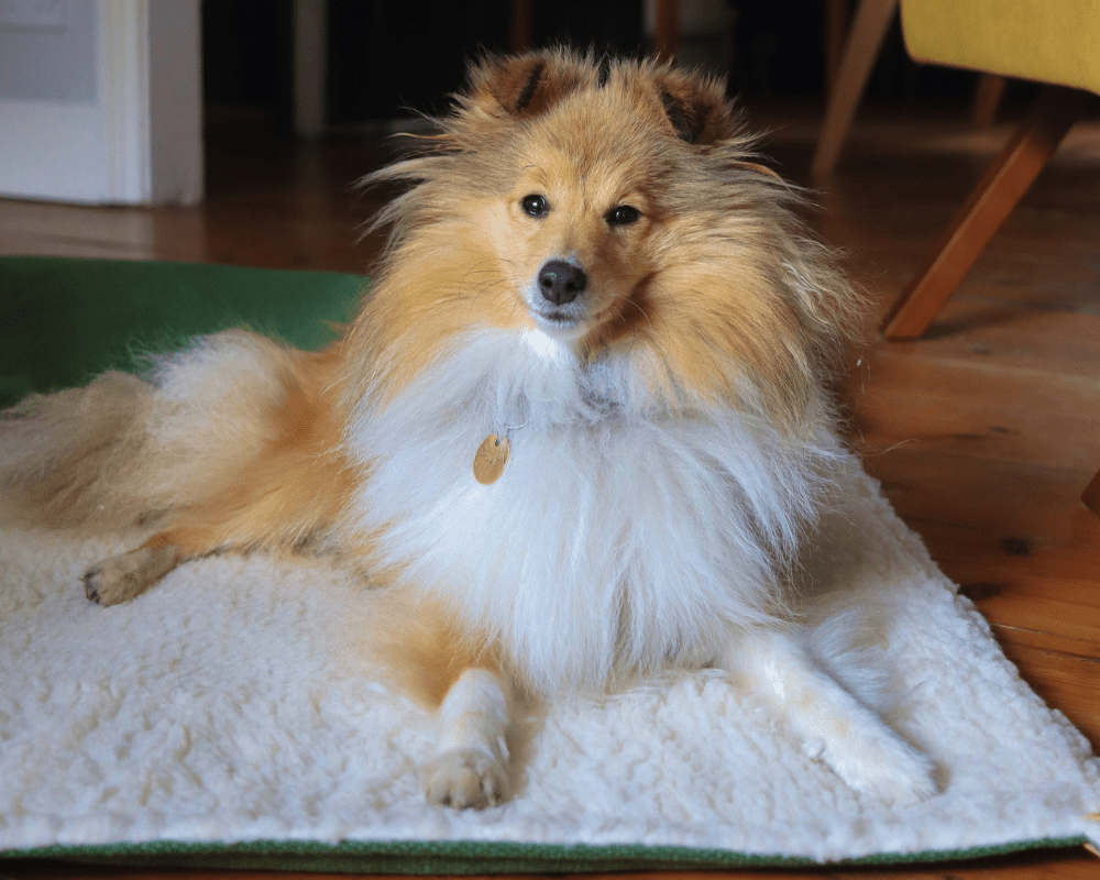 Shetland Sheepdog lying on the sherpa side of the Richmond dog blanket indoors