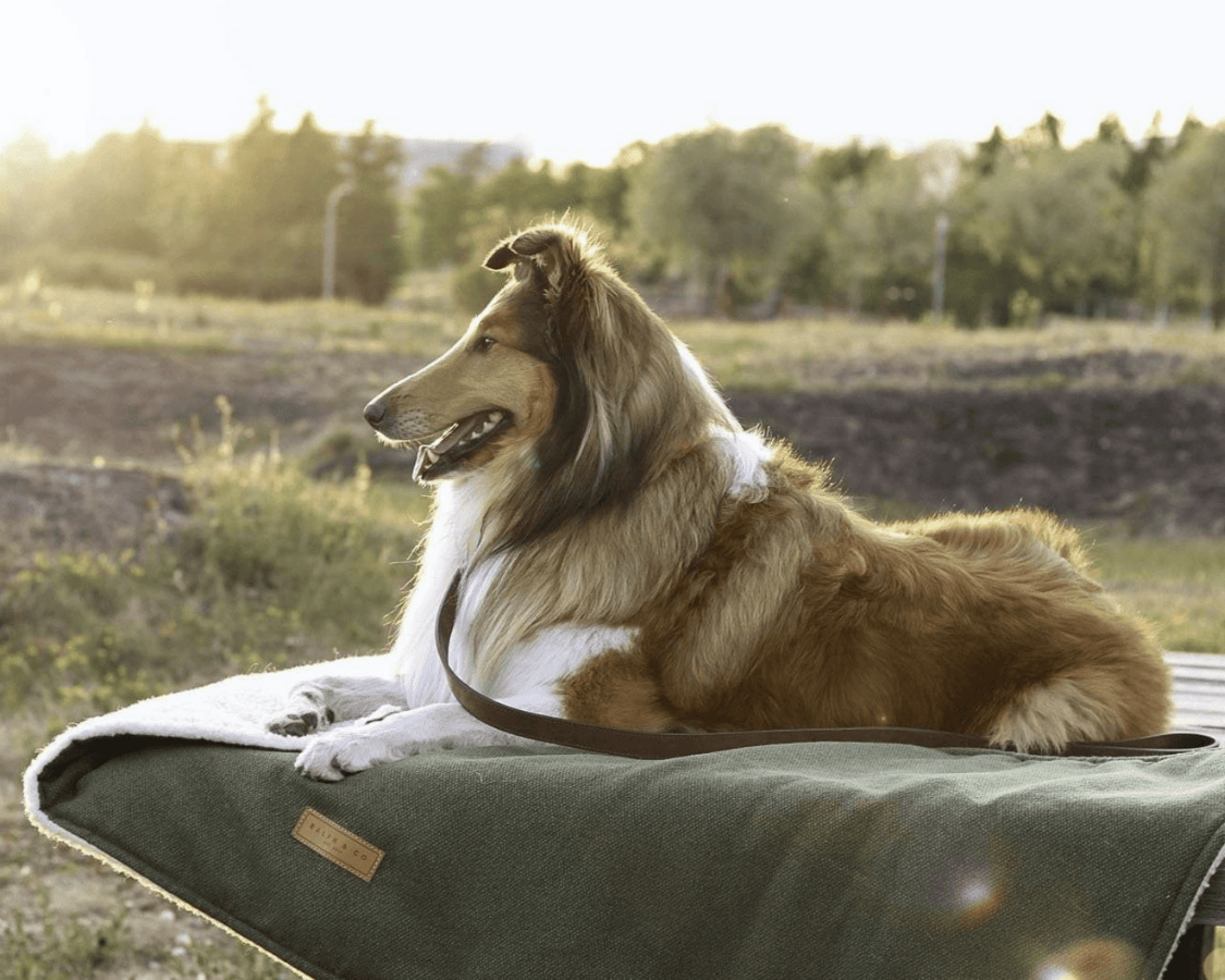 Rough Collie lying on the Richmond green blanket outdoors in the countryside