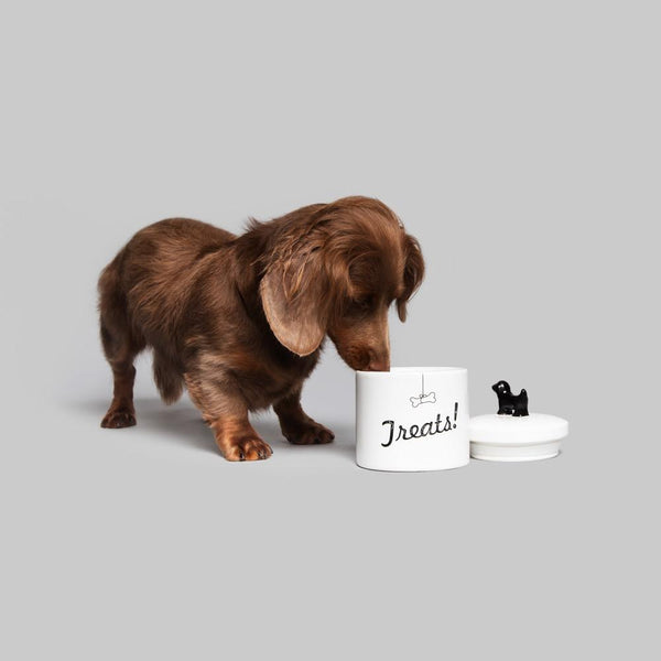 Brown long-haired dachshund sniffing inside the open white ceramic treat jar, dog-shaped lid beside it