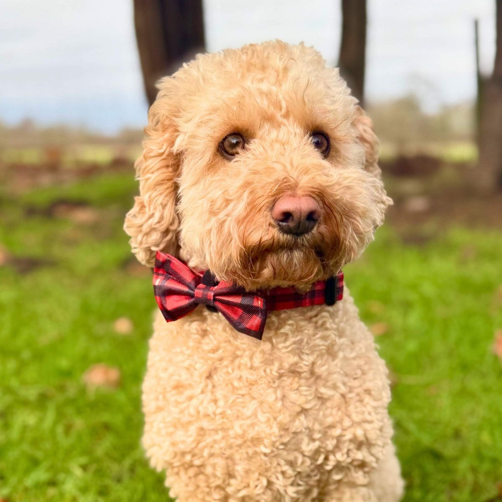 Apricot cockapoo in a park wearing the Red Tartan Dog Bow Tie on its collar