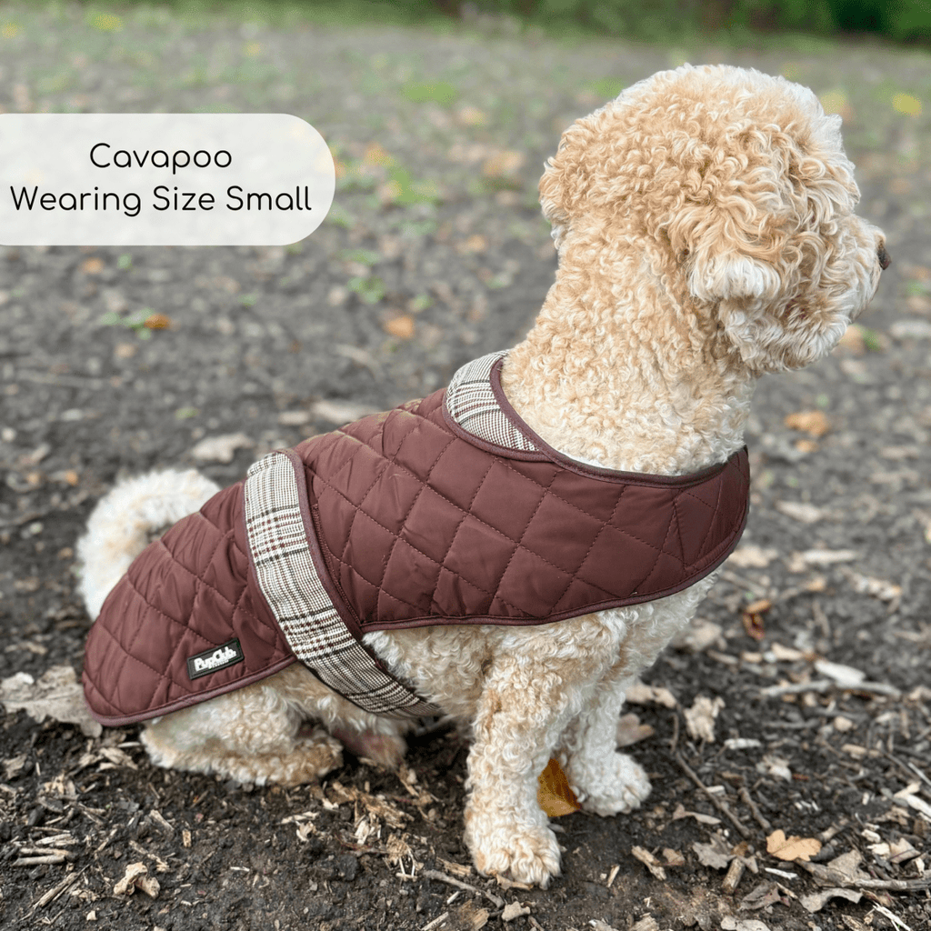 Cavapoo sitting on a path in the Foxbury Plaid Quilted Dog Coat, size Small