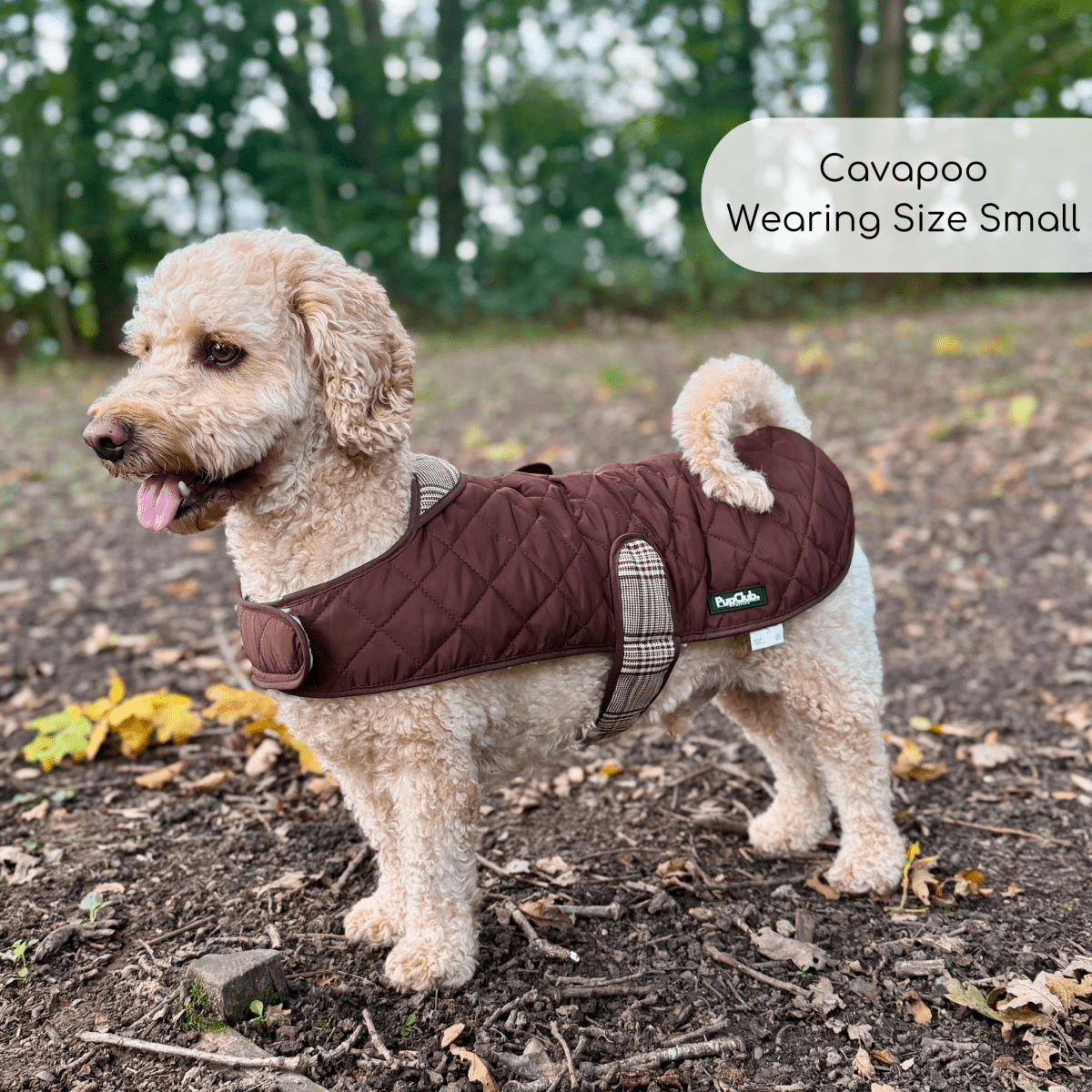 Cavapoo on a woodland path wearing the Foxbury Plaid Quilted Dog Coat in size Small