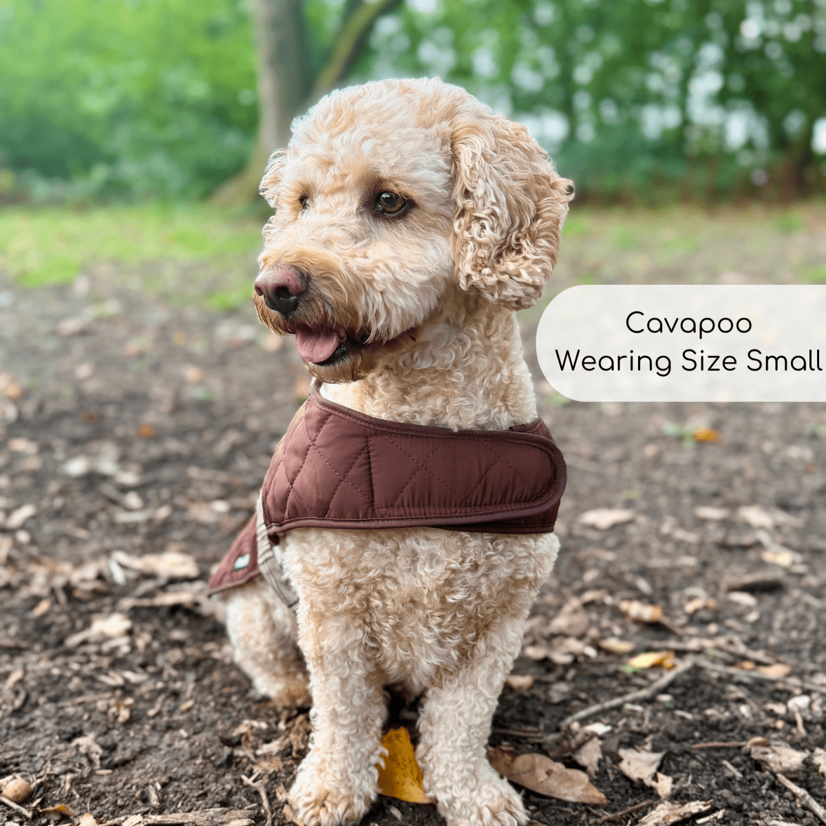 Cavapoo looking to the side wearing the Foxbury Plaid Quilted Dog Coat, size Small