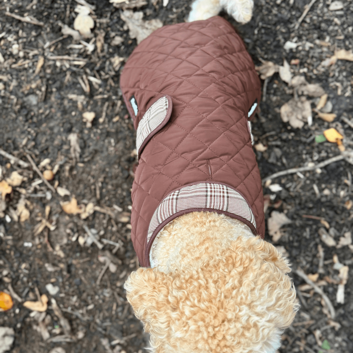 Top view of a cavapoo wearing the Foxbury Plaid Quilted Dog Coat