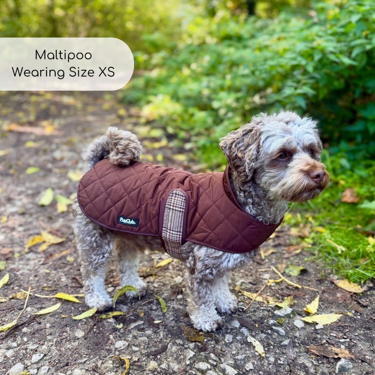 Maltipoo on autumn leaves wearing the Foxbury Plaid Quilted Dog Coat in size XS