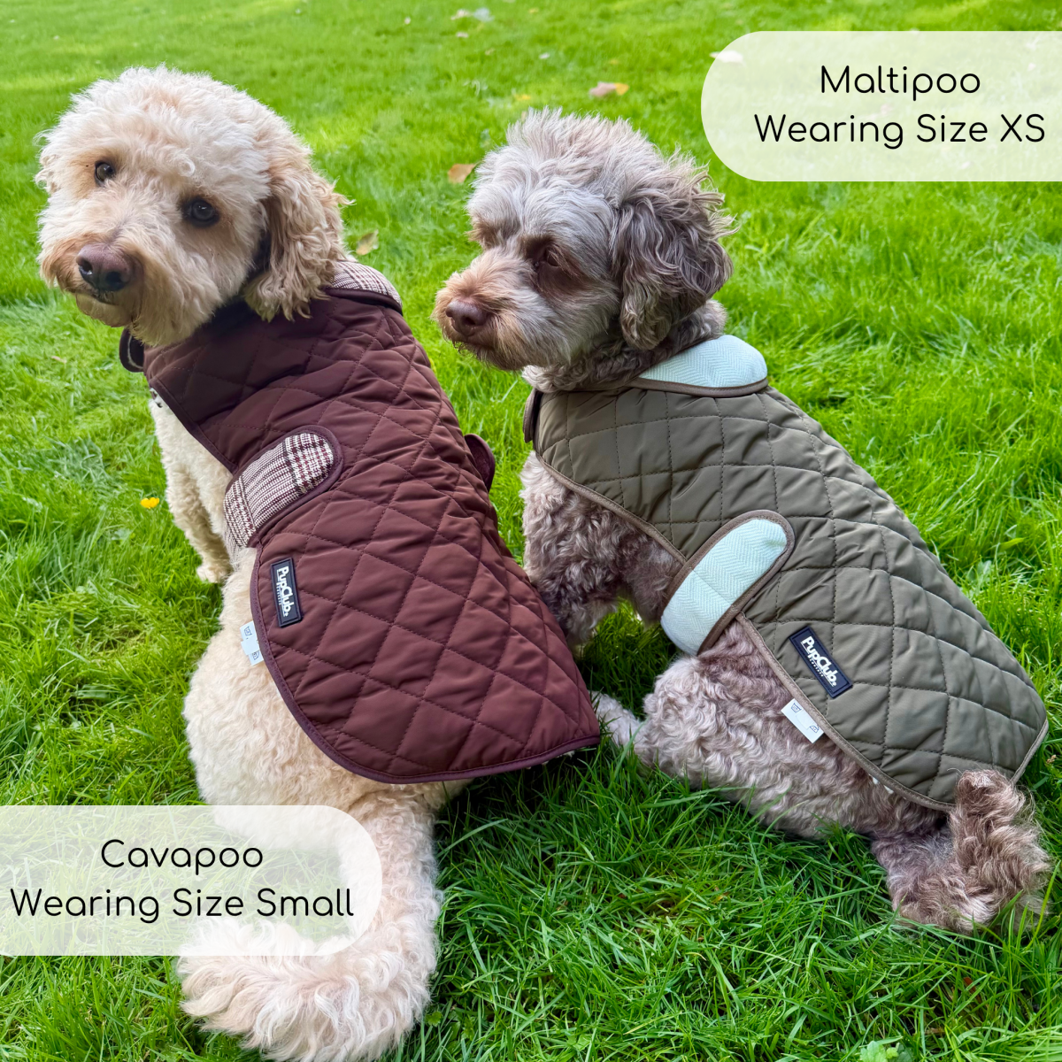 Cavapoo in the brown Foxbury Plaid coat beside a maltipoo in the khaki coat on grass