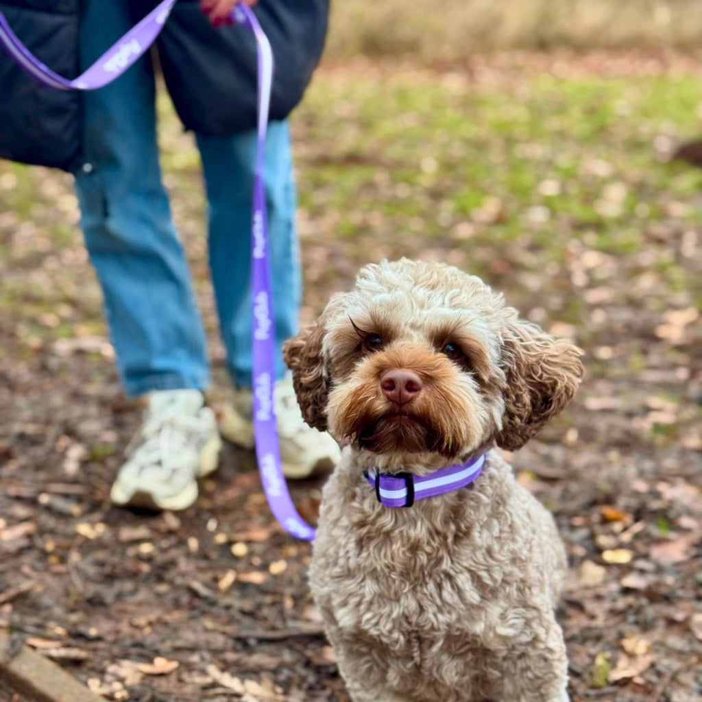 Maltipoo in the Lilac Blush Dog Collar on a walk with a matching lilac lead