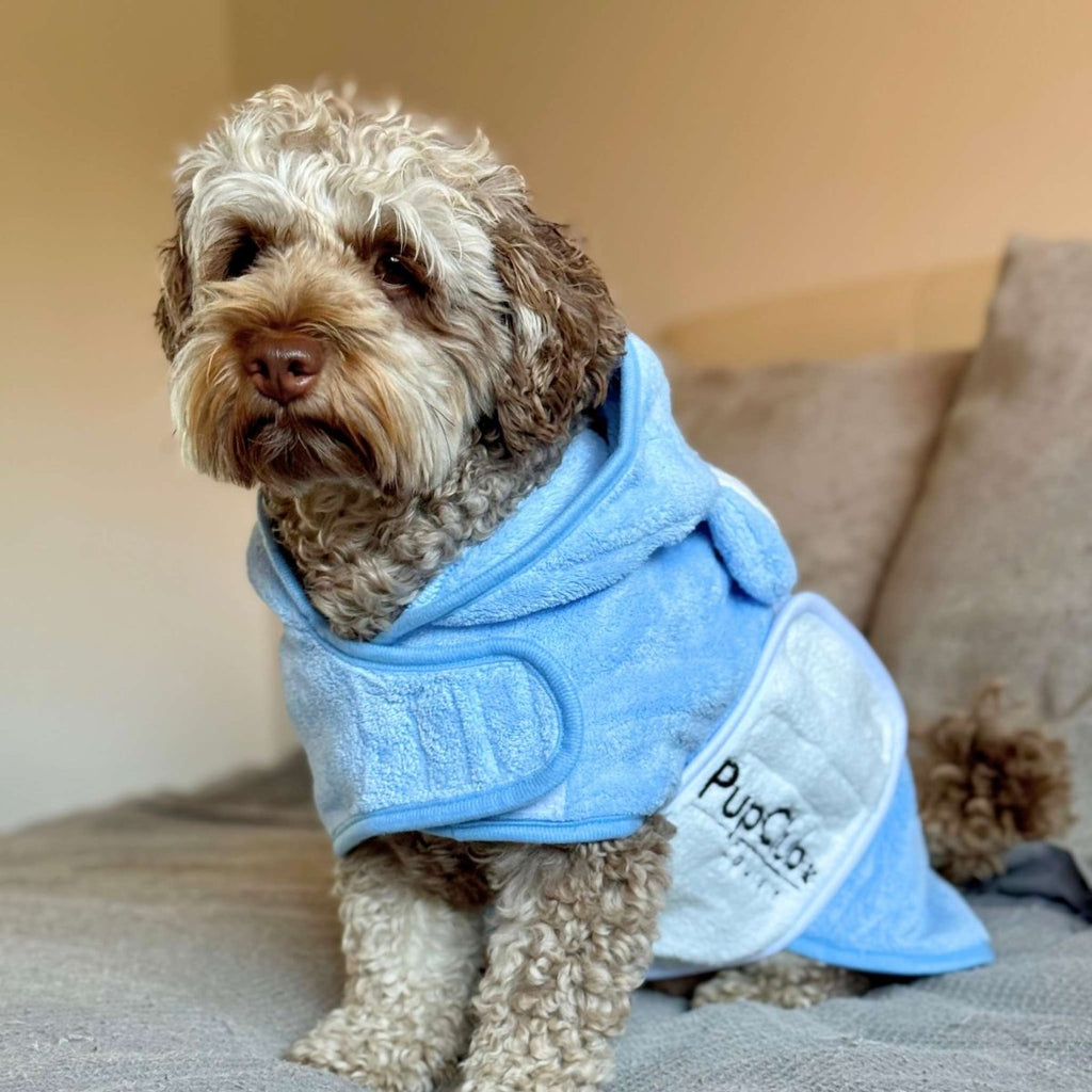 Curly cockapoo sitting on a sofa in the Blue Dog Drying Robe