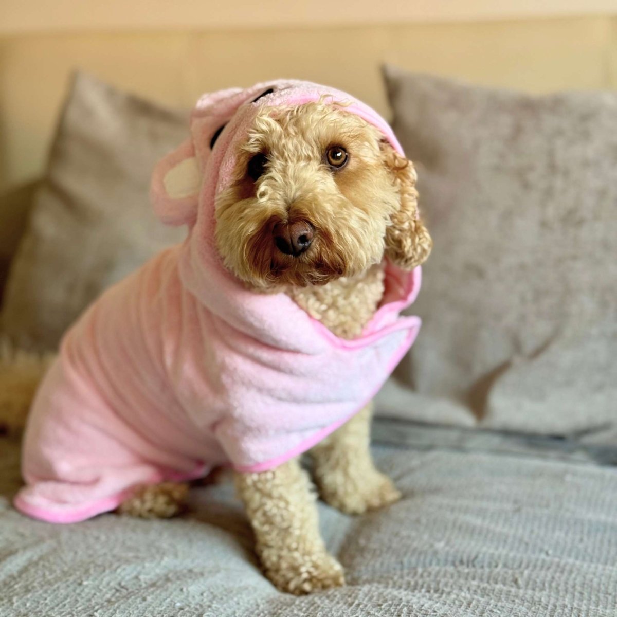 Cockapoo sitting on a sofa wrapped in the Pink Dog Drying Robe with the hood up