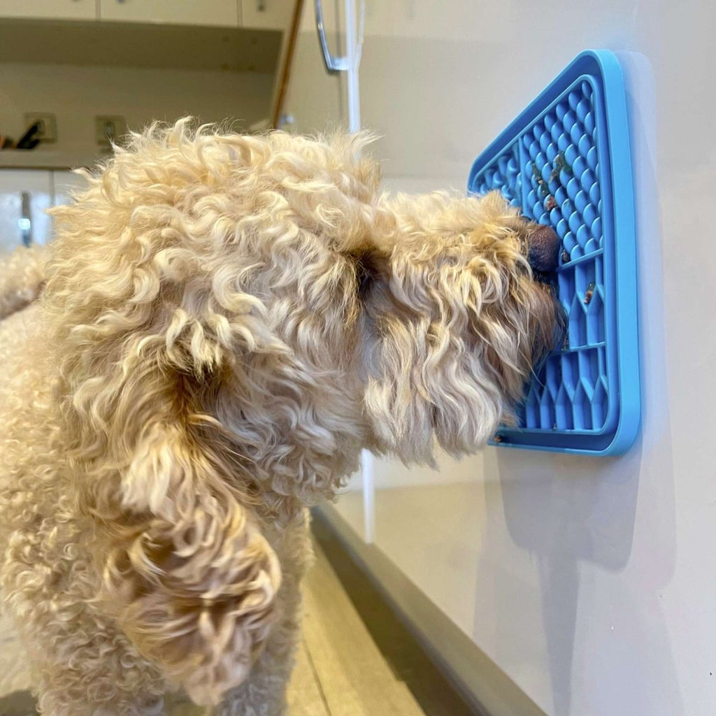 Fluffy cockapoo licking the Blue Silicone Dog Lick Mat stuck to a wall