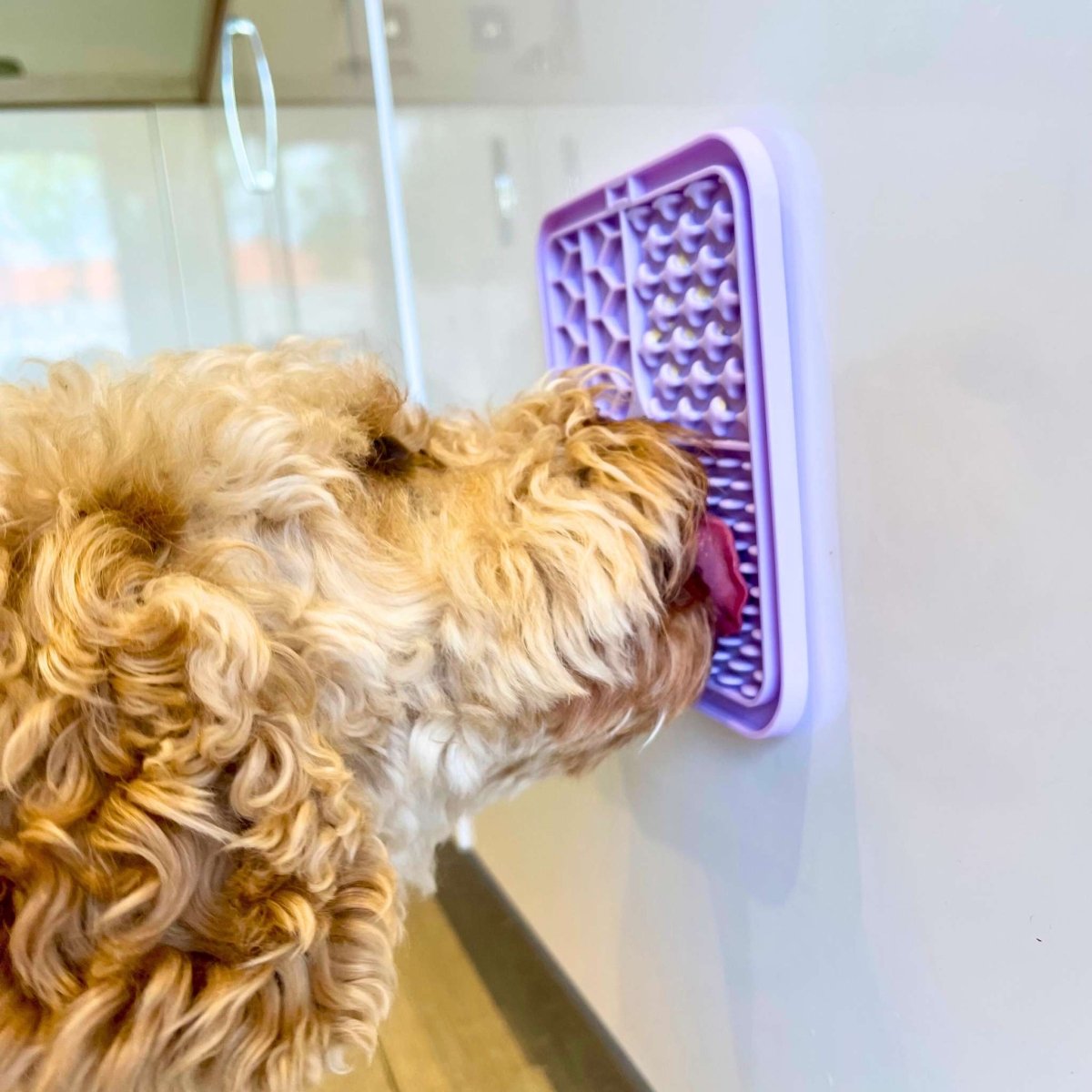 Cockapoo licking the Lilac Silicone Dog Lick Mat stuck to a shower wall