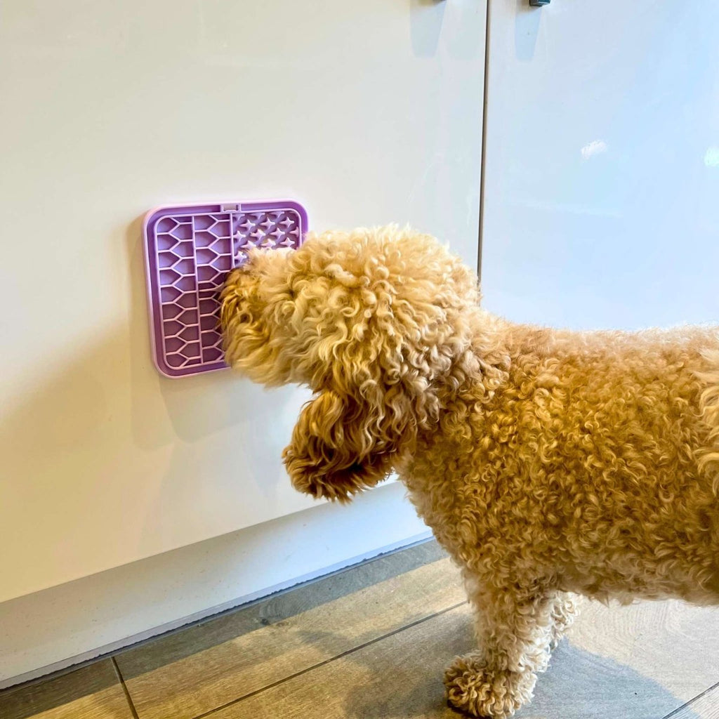 Apricot cockapoo licking the Lilac Silicone Dog Lick Mat on a bath panel