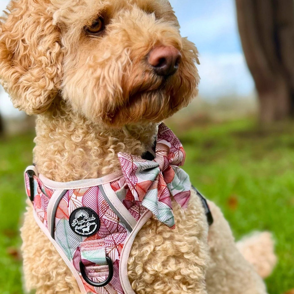 Apricot cockapoo wearing the Autumn Breeze Dog Sailor Bow with a pink leaf-print harness