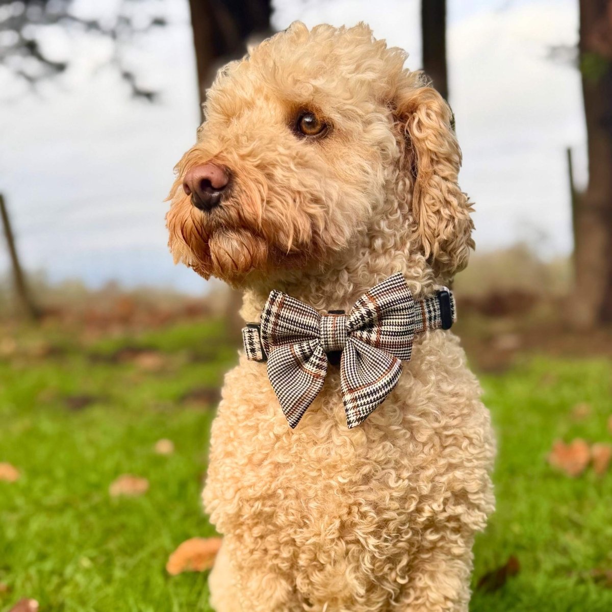 Apricot cockapoo in a park wearing the Foxbury Plaid Dog Sailor Bow