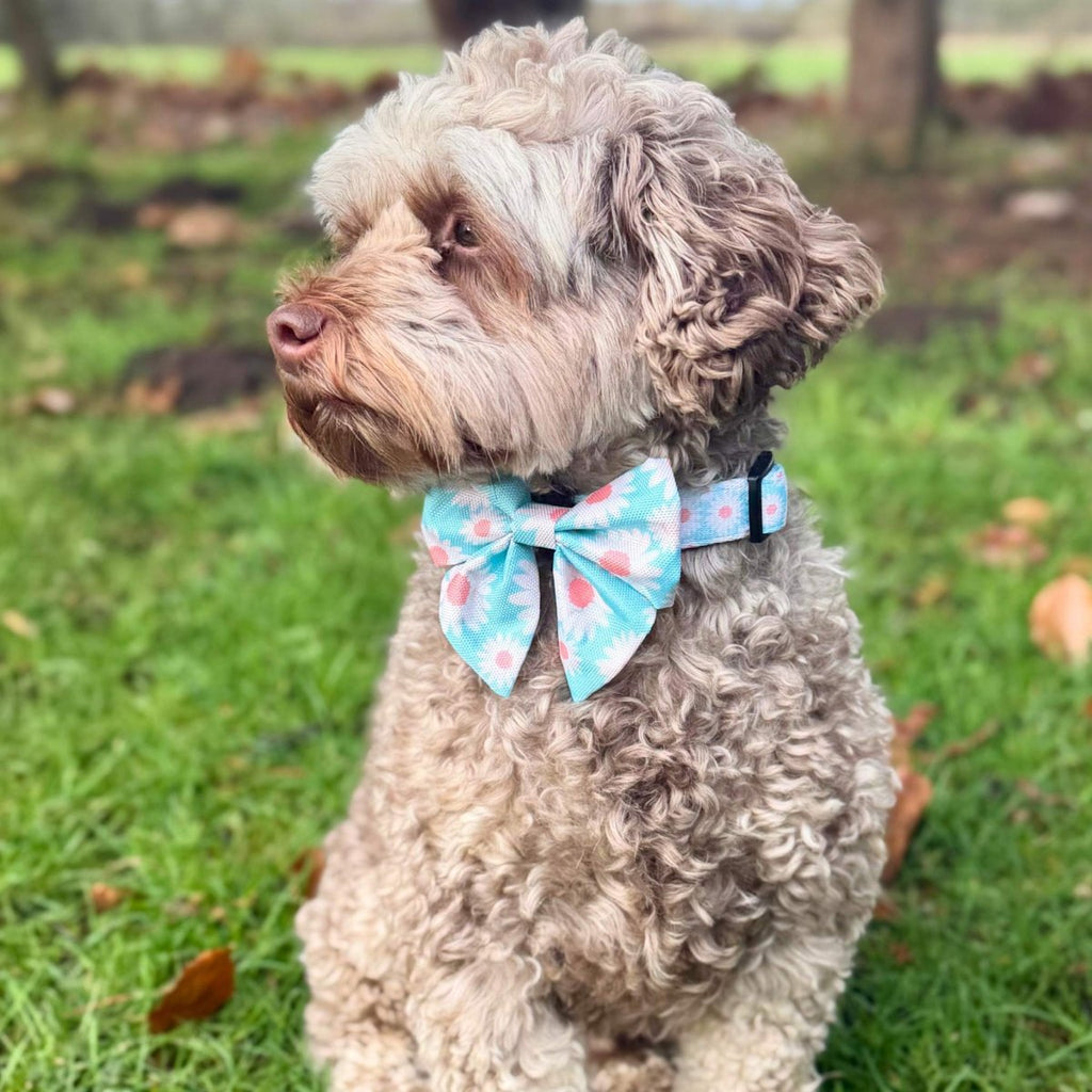 Curly brown cockapoo on grass wearing the Pastel Daisy Dog Sailor Bow