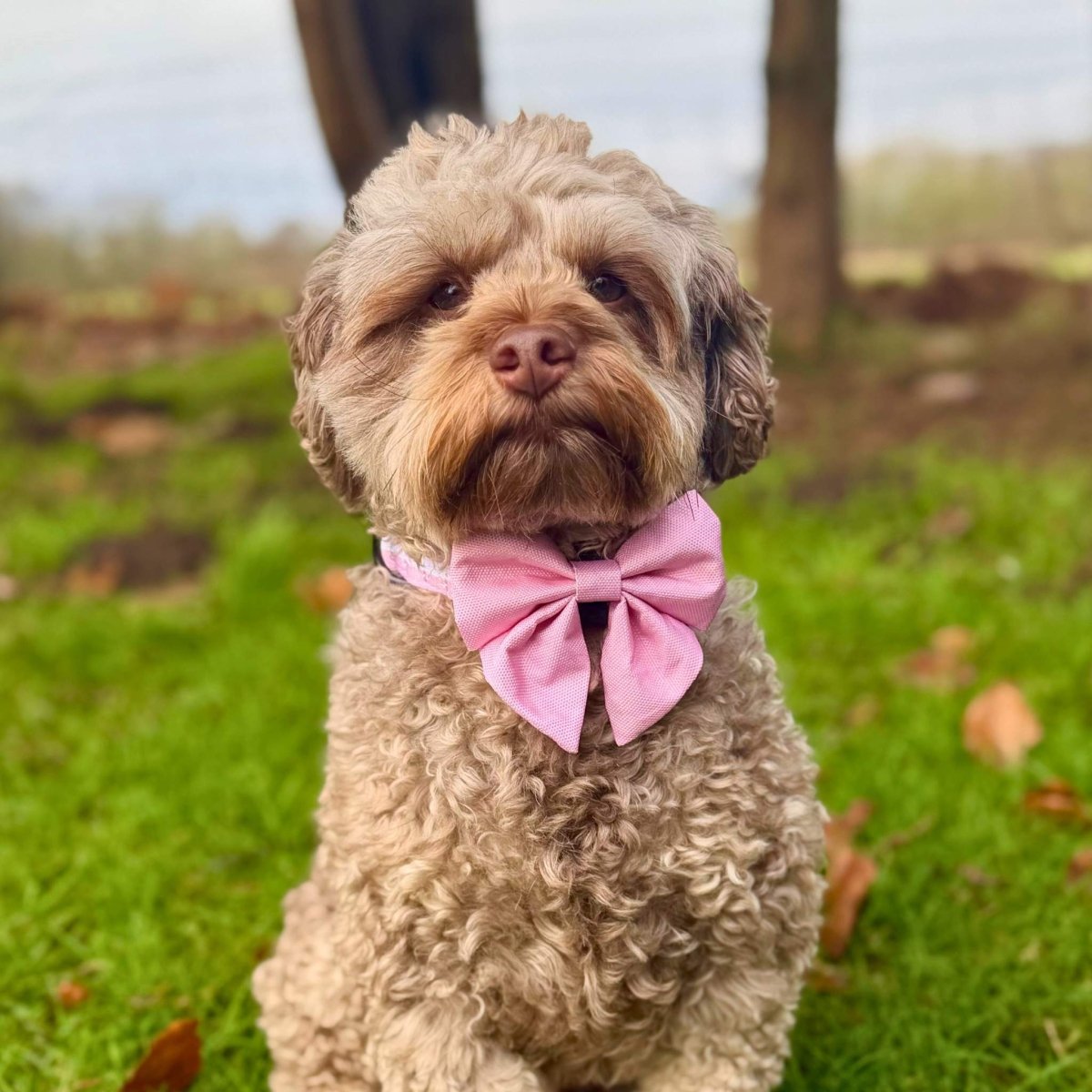 Curly brown cockapoo on grass wearing the Pastel Pink Dog Sailor Bow