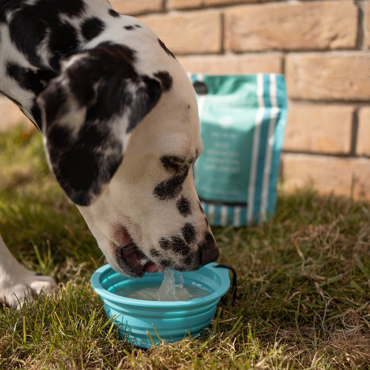 Dalmatian drinking from a blue collapsible bowl outdoors on grass