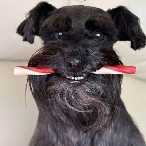 Black schnauzer holding a red and white Cheese & Tomato Twister chew in its mouth