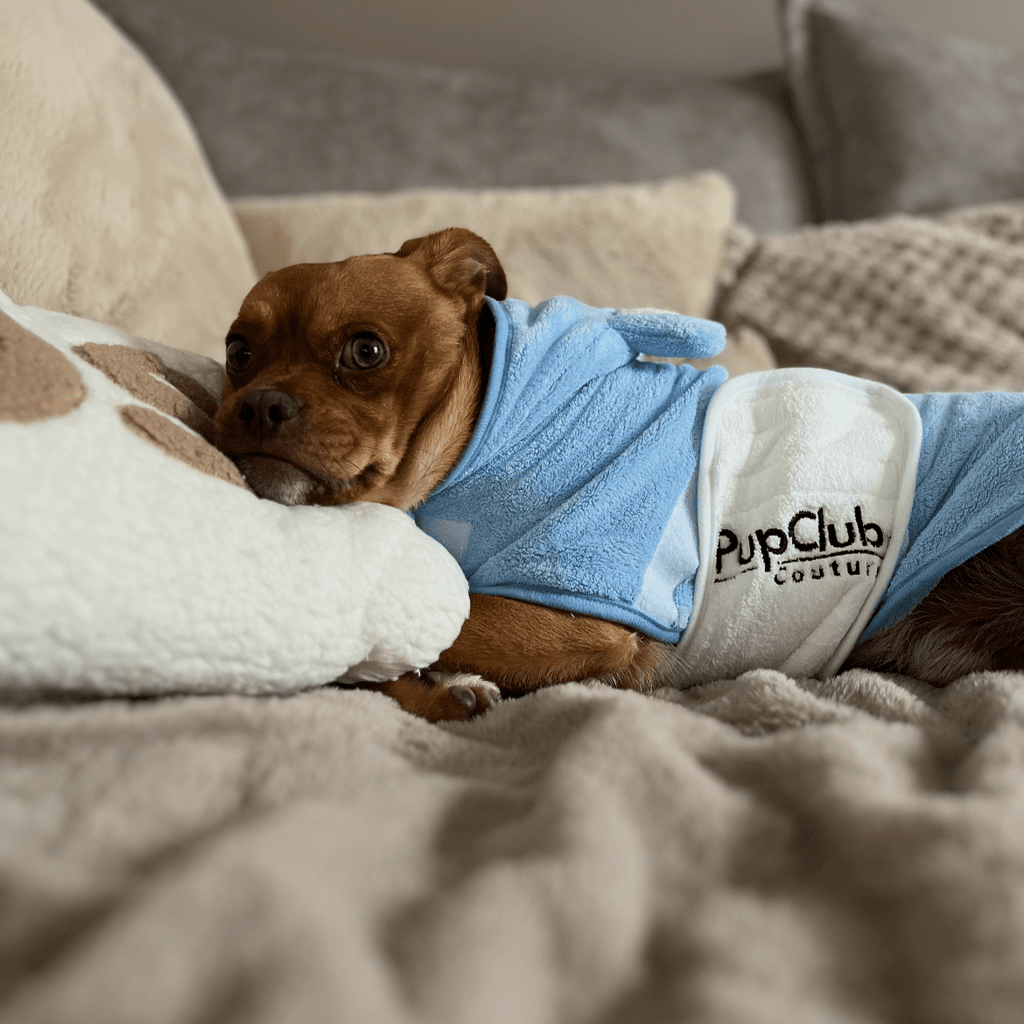 Brown dog snoozing on a bed wearing the Blue Dog Drying Robe