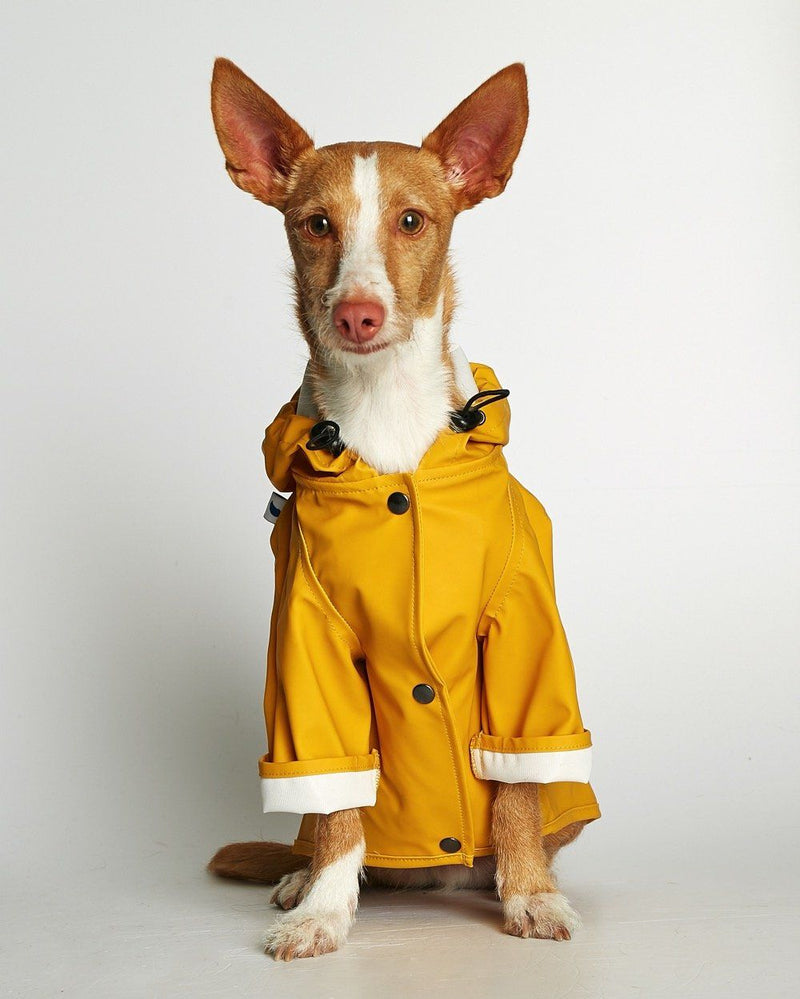 Slim tan and white hound sitting in a yellow dog raincoat with cream cuffs